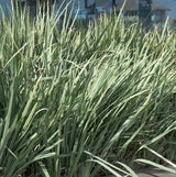 Dietes White Tiger - 14cm Pot