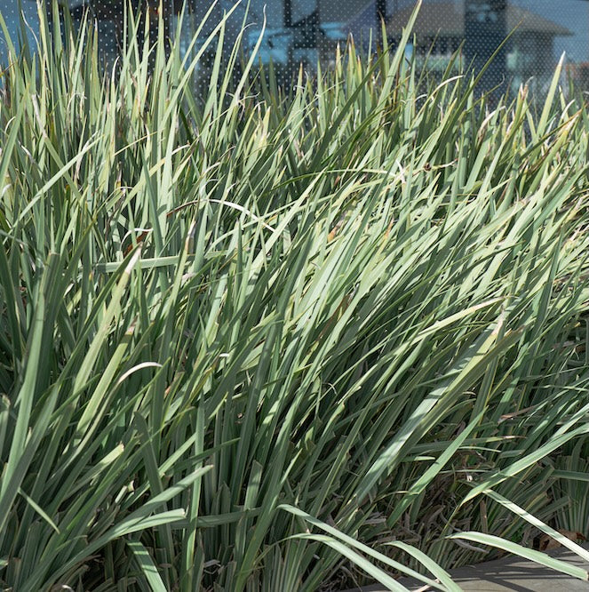 Dietes White Tiger - 14cm Pot