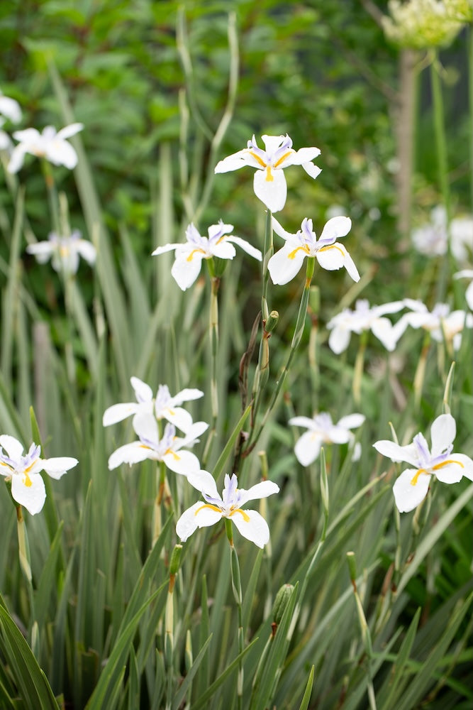 Dietes White Tiger - 14cm Pot