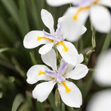 Dietes White Tiger - 14cm Pot