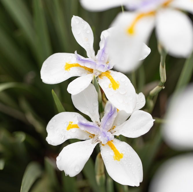 Dietes White Tiger - 14cm Pot