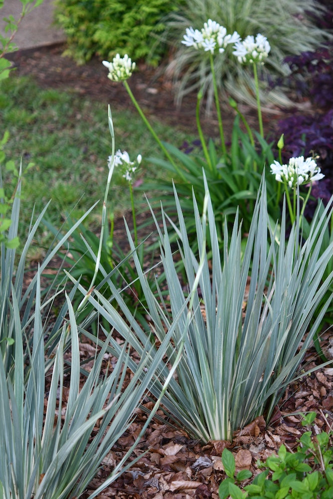 Dietes White Tiger - 14cm Pot