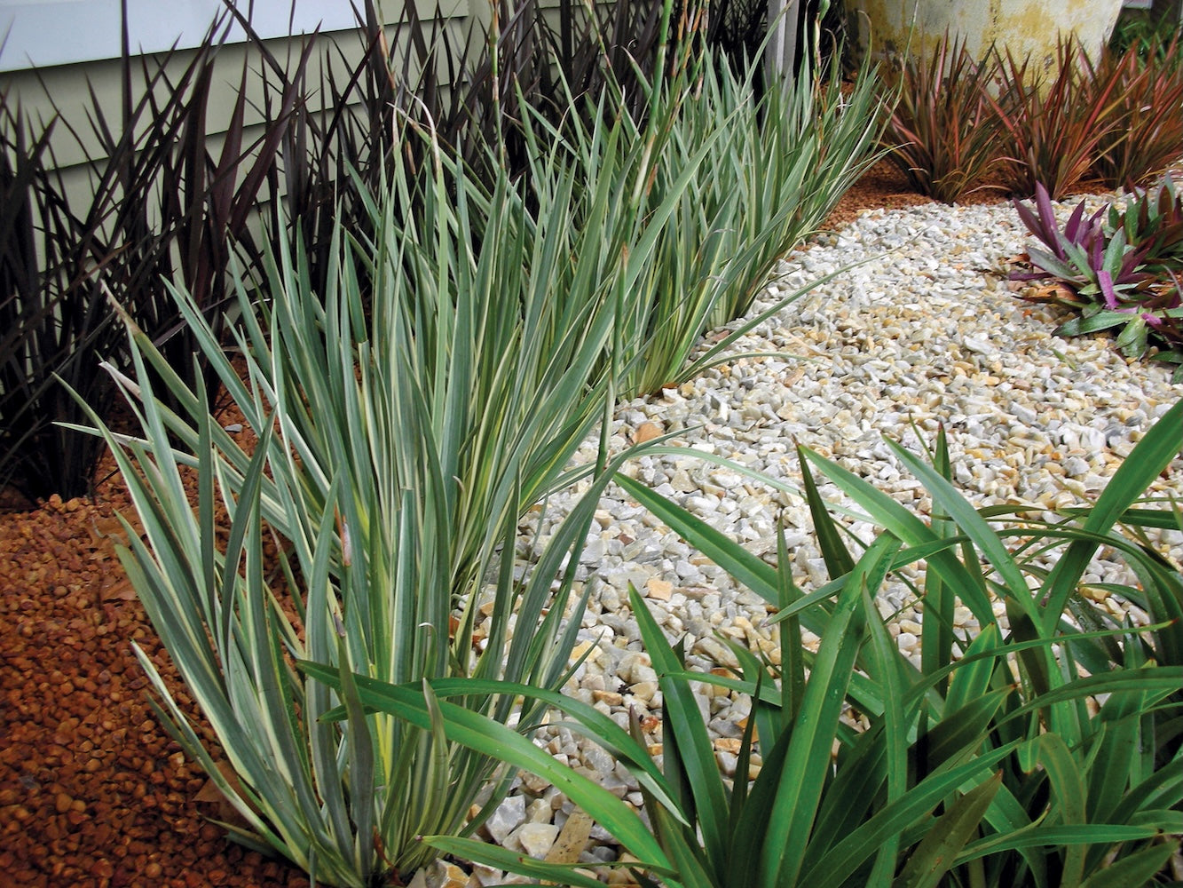 Dietes White Tiger - 14cm Pot