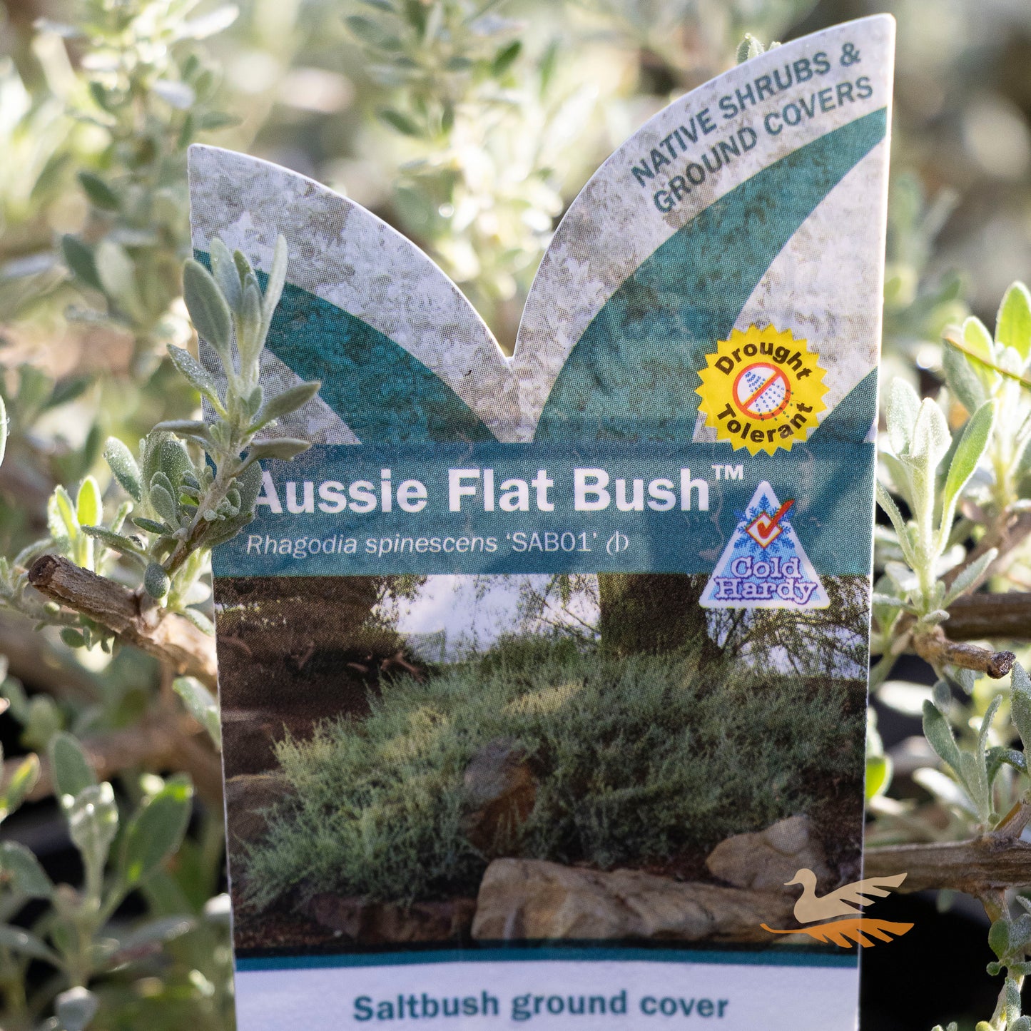 Rhagodia Aussie Flat Bush - 14cm Pot