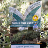 Rhagodia Aussie Flat Bush - 14cm Pot