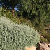 Rhagodia Aussie Flat Bush - 14cm Pot