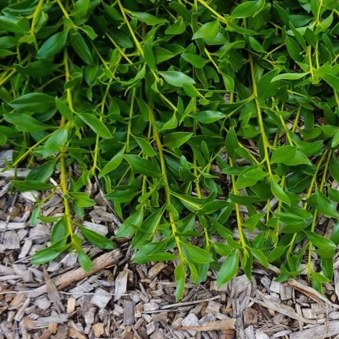 Myoporum Intended Ground Hug - 14cm Pot