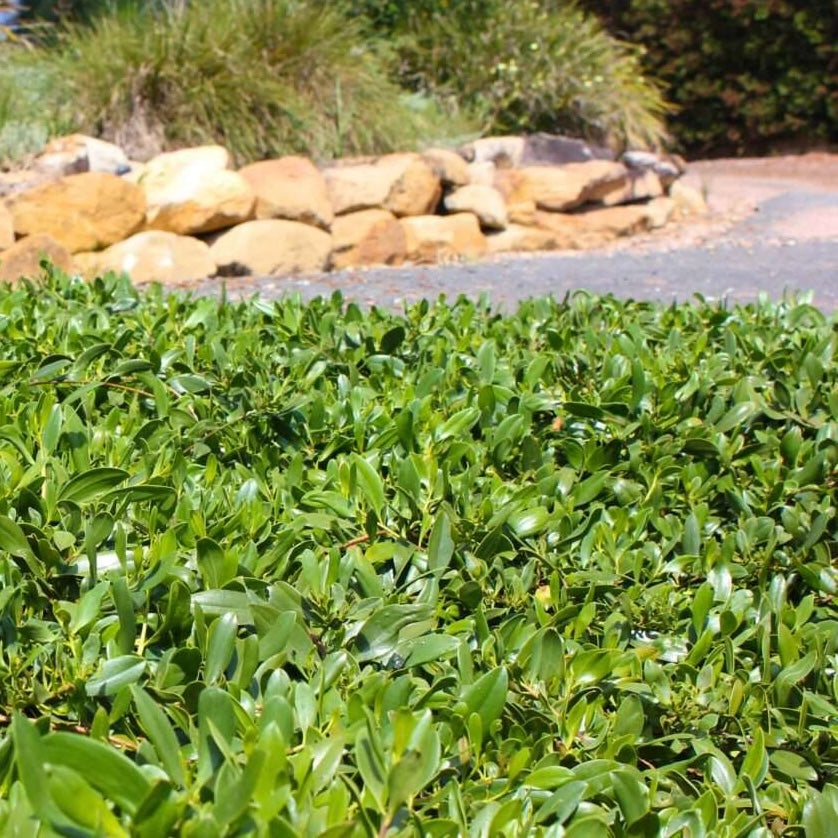 Myoporum Intended Ground Hug - 14cm Pot