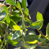 Myoporum Intended Ground Hug - 14cm Pot