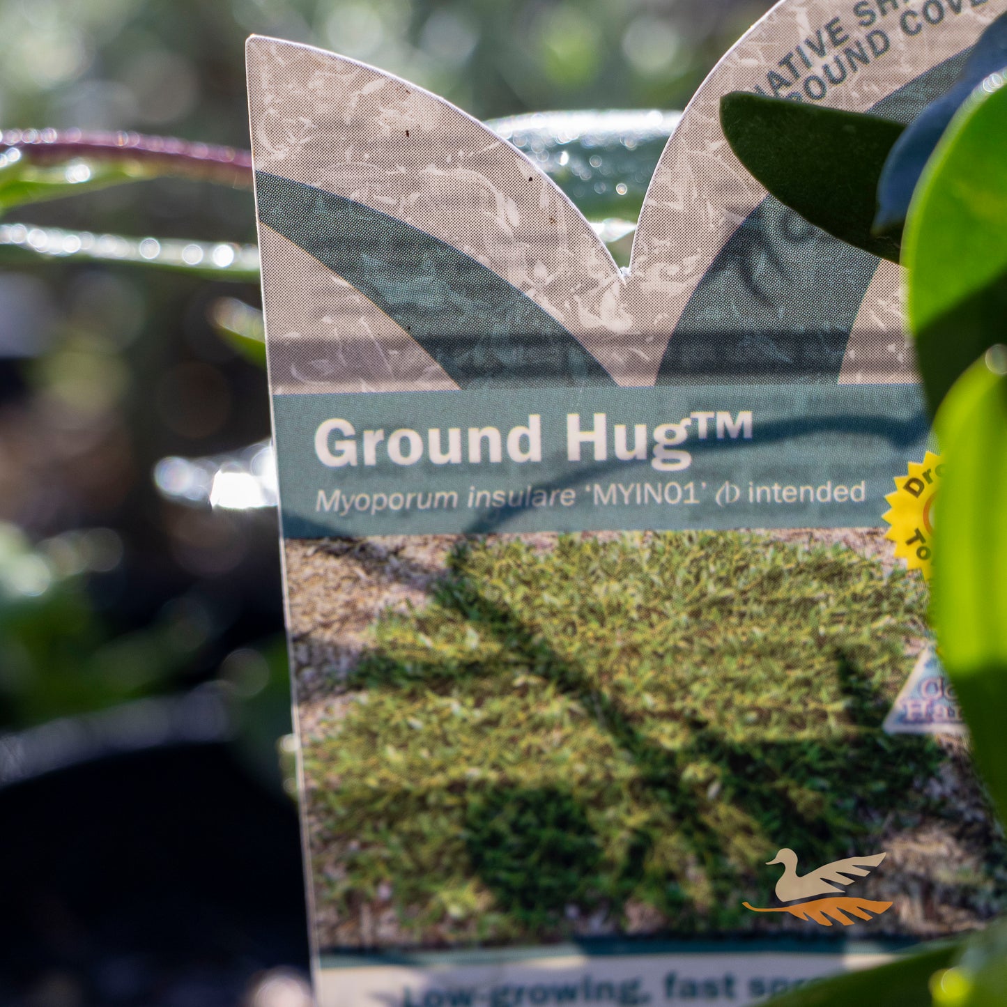 Myoporum Intended Ground Hug - 14cm Pot
