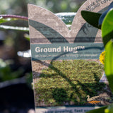Myoporum Intended Ground Hug - 14cm Pot