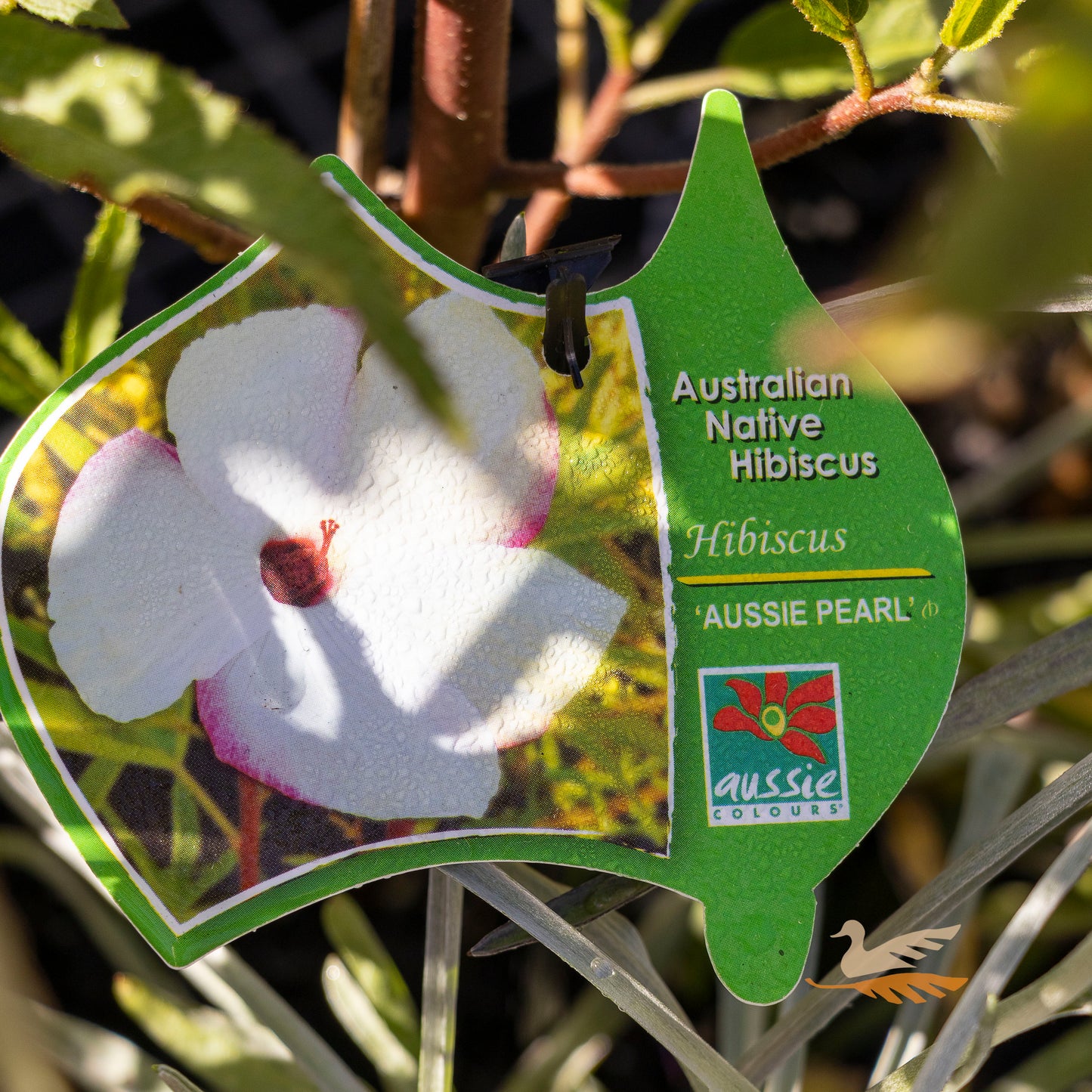 Hibiscus Aussie Pearl - 14cm Pot