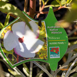 Hibiscus Aussie Pearl - 14cm Pot