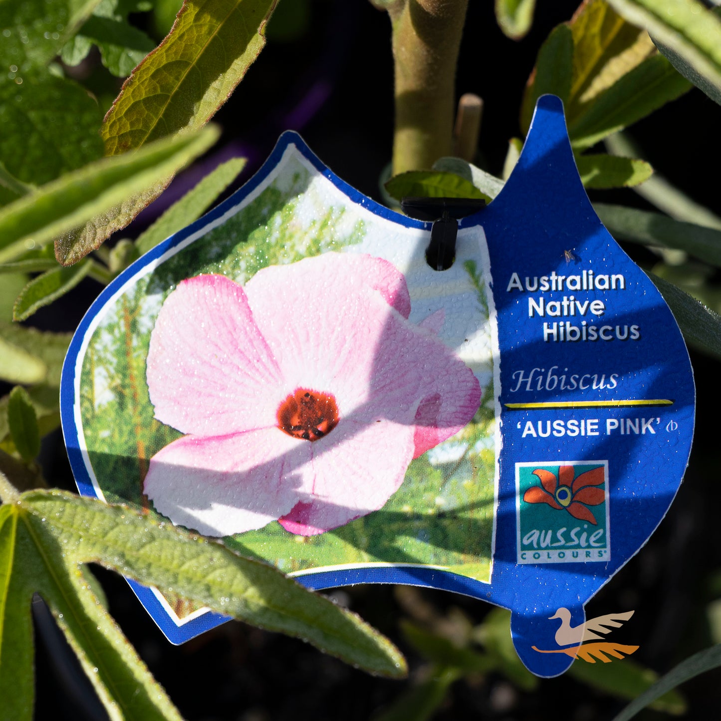 Hibiscus Aussie Pink - 14cm Pot