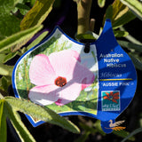Hibiscus Aussie Pink - 14cm Pot