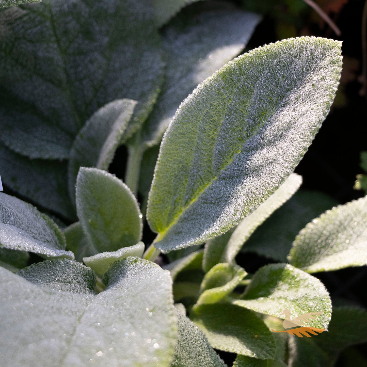 Stachys Big Ears - 14cm Pot