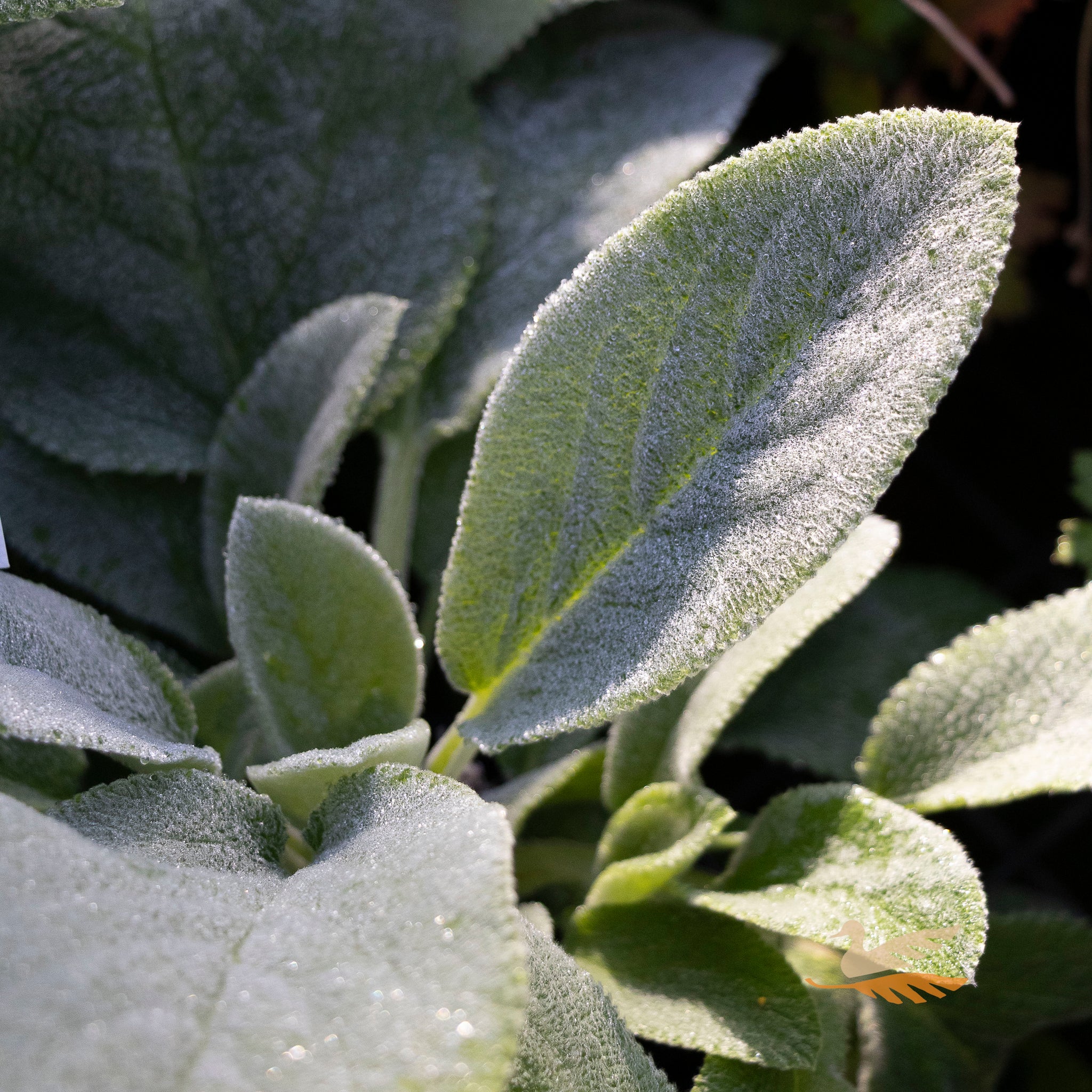 Stachys Big Ears - 14cm Pot