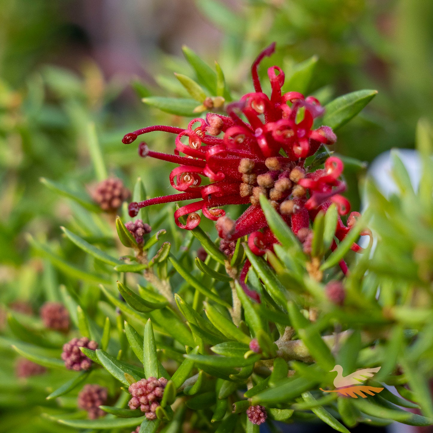 Grevillea New Blood - 14cm Pot