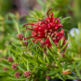 Grevillea New Blood - 14cm Pot