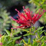Grevillea New Blood - 14cm Pot