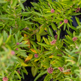 Grevillea New Blood - 14cm Pot