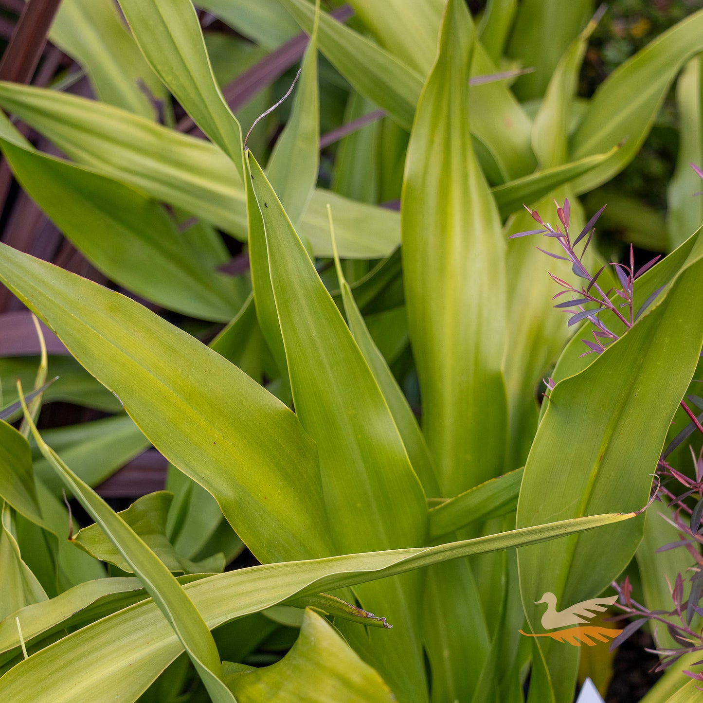 Doryanthes Excelsa - 20cm Pot
