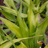 Doryanthes Excelsa - 20cm Pot