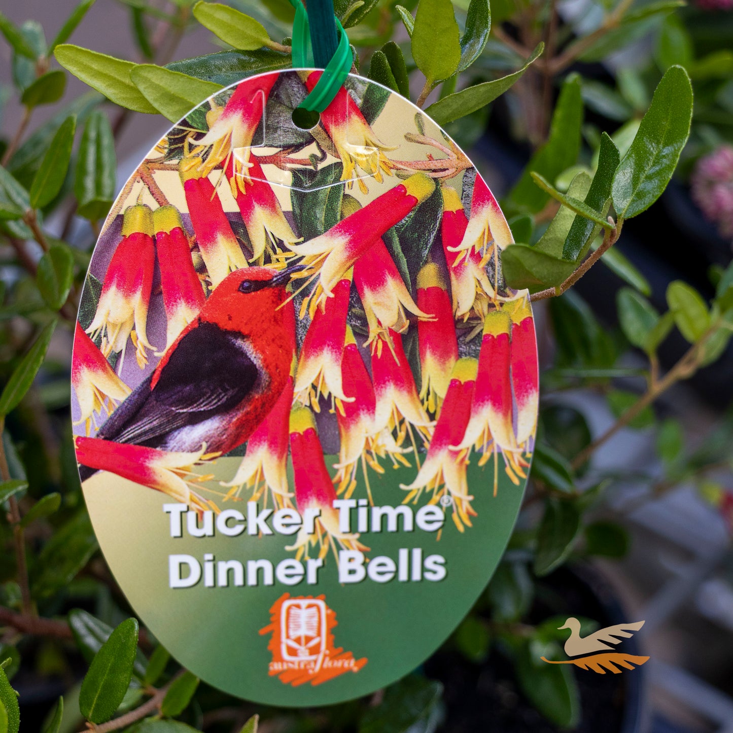 Correa Tucker Time Dinner Bells - 14cm Pot