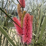 Hakea Intensity - 33cm Pot