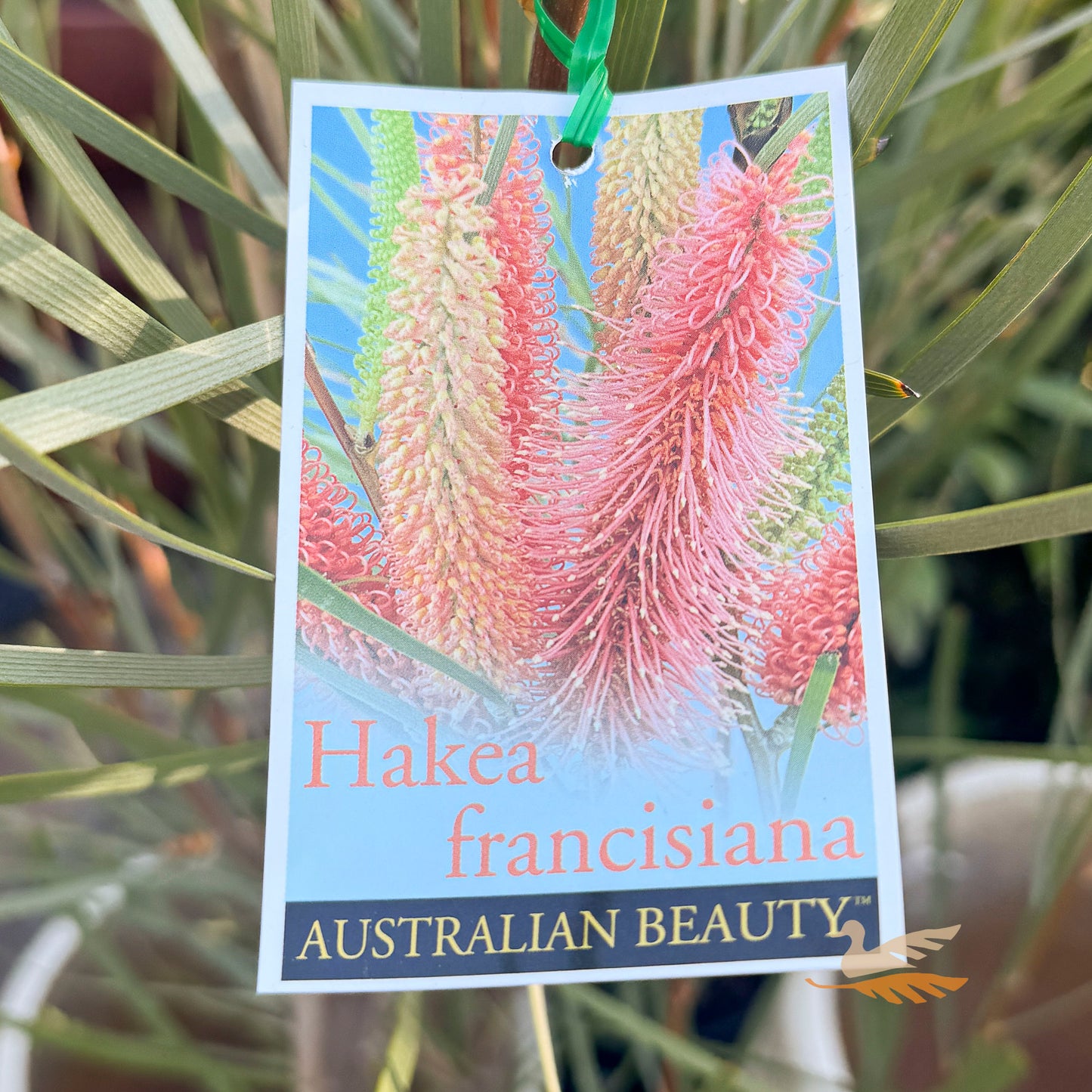 Hakea Intensity - 33cm Pot