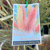 Hakea Intensity - 33cm Pot