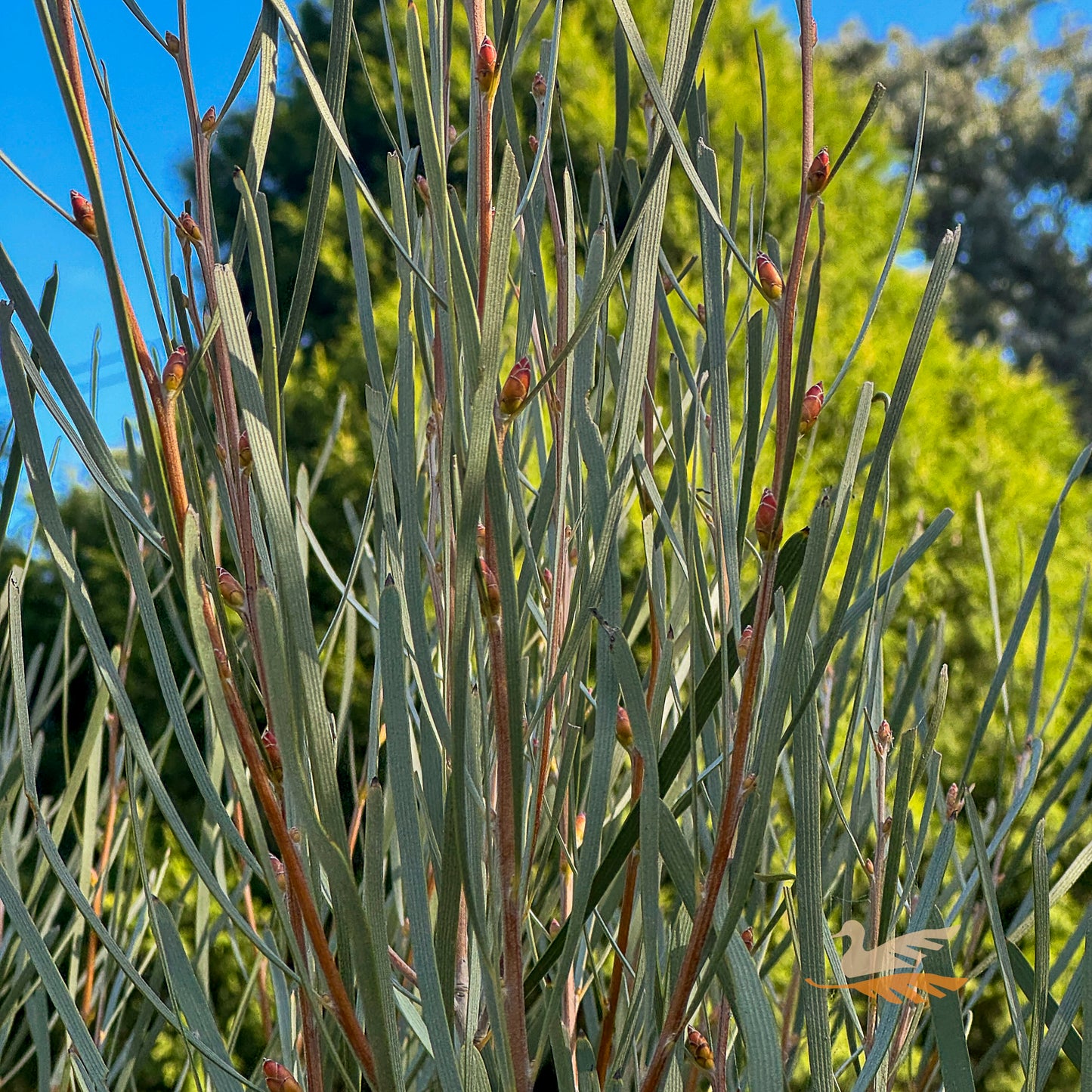 Hakea Intensity - 33cm Pot
