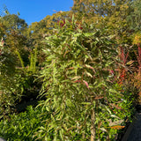 Grevillea Sunkissed Waters Standard 1.2m - 30cm Pot