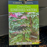 Grevillea Sunkissed Waters Standard 1.2m - 30cm Pot