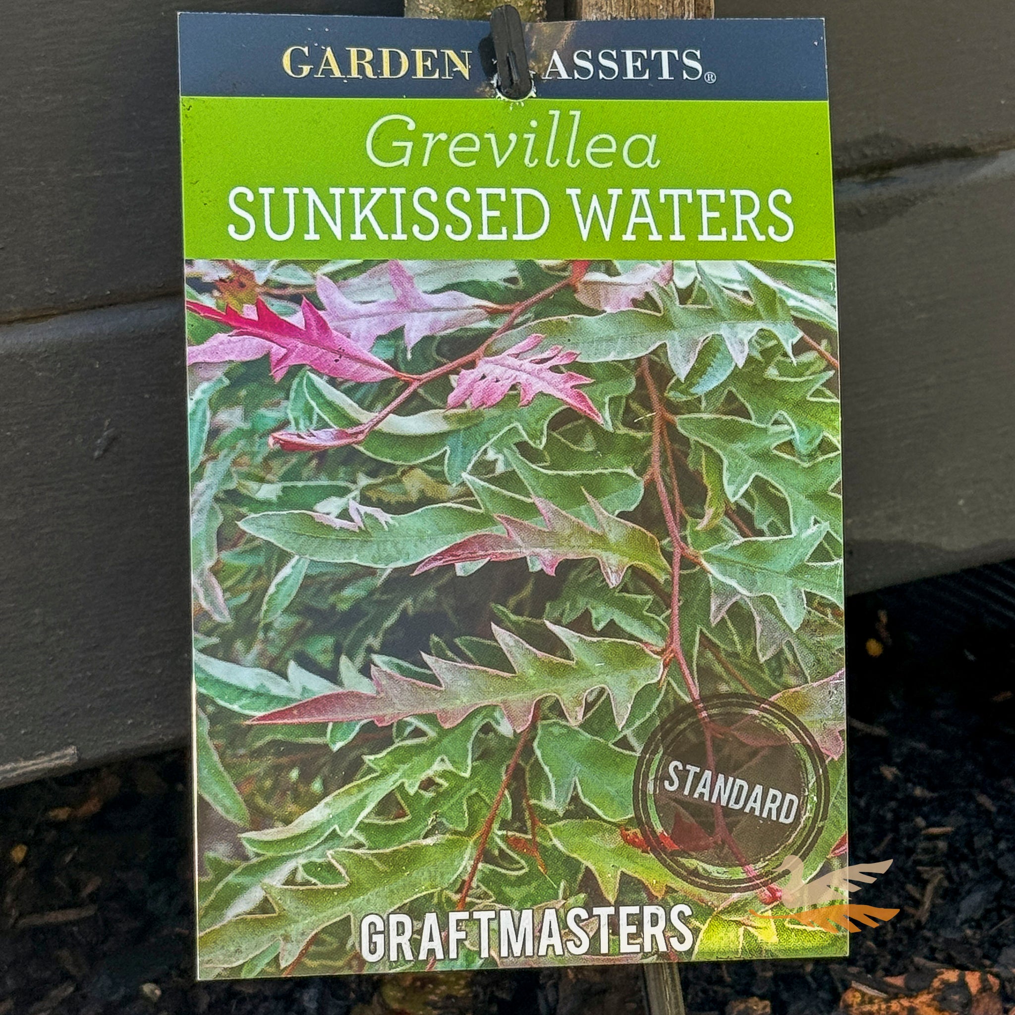 Grevillea Sunkissed Waters Standard 1.2m - 30cm Pot