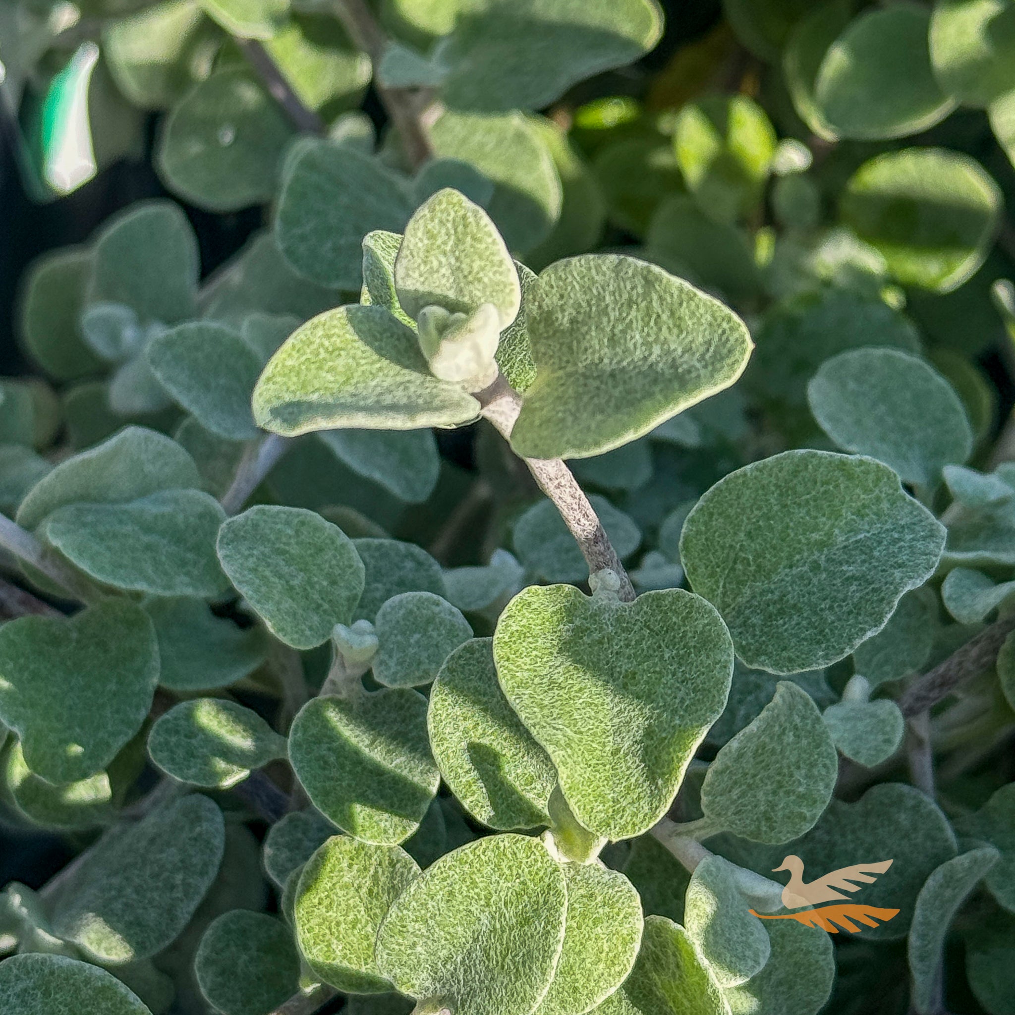 Helichrysum Licorice Plant - 14cm Pot
