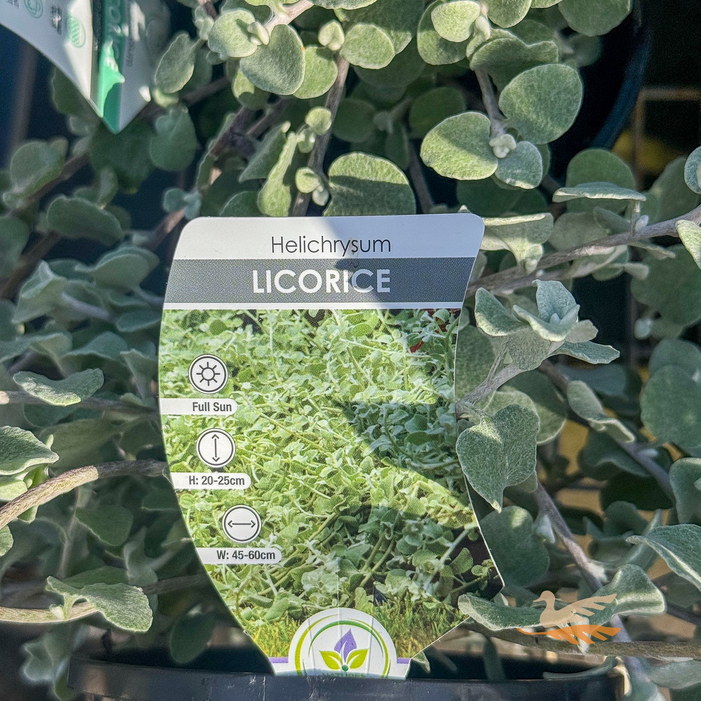Helichrysum Licorice Plant - 14cm Pot