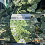 Helichrysum Licorice Plant - 14cm Pot