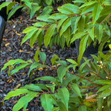 Waterhousia Floribunda - 33cm Pot