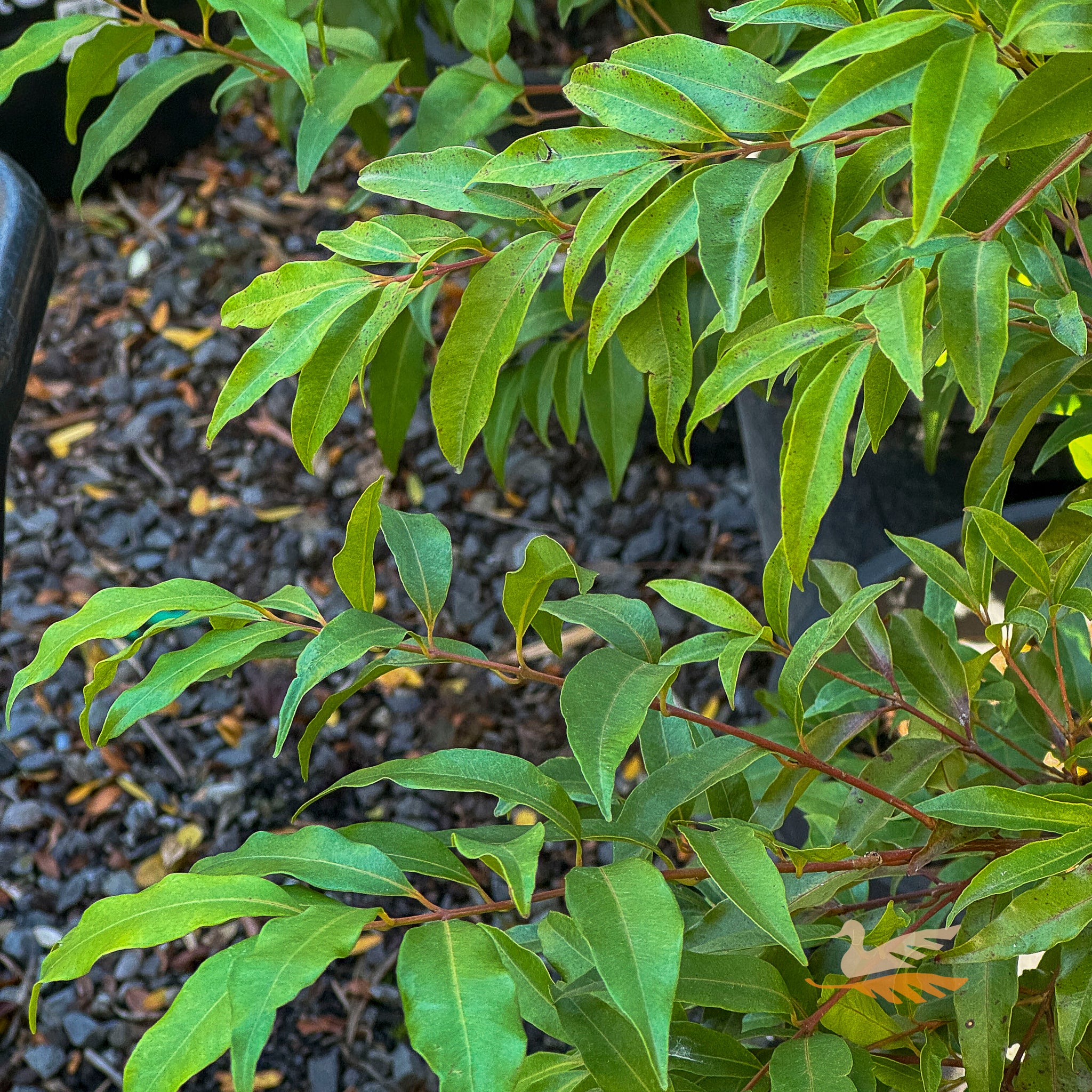 Waterhousia Floribunda - 33cm Pot