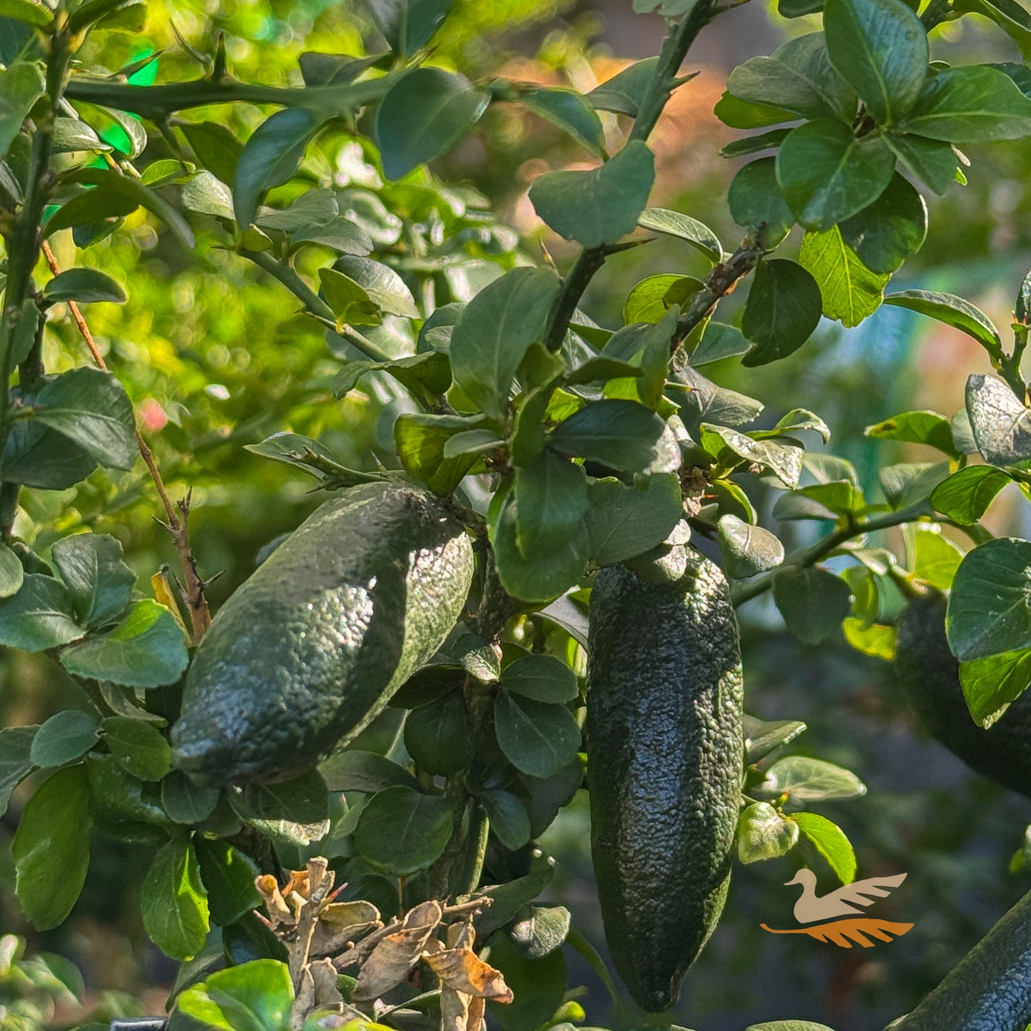 Finger Lime Gold Pearl - 16.5cm Pot