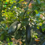 Finger Lime Gold Pearl - 16.5cm Pot