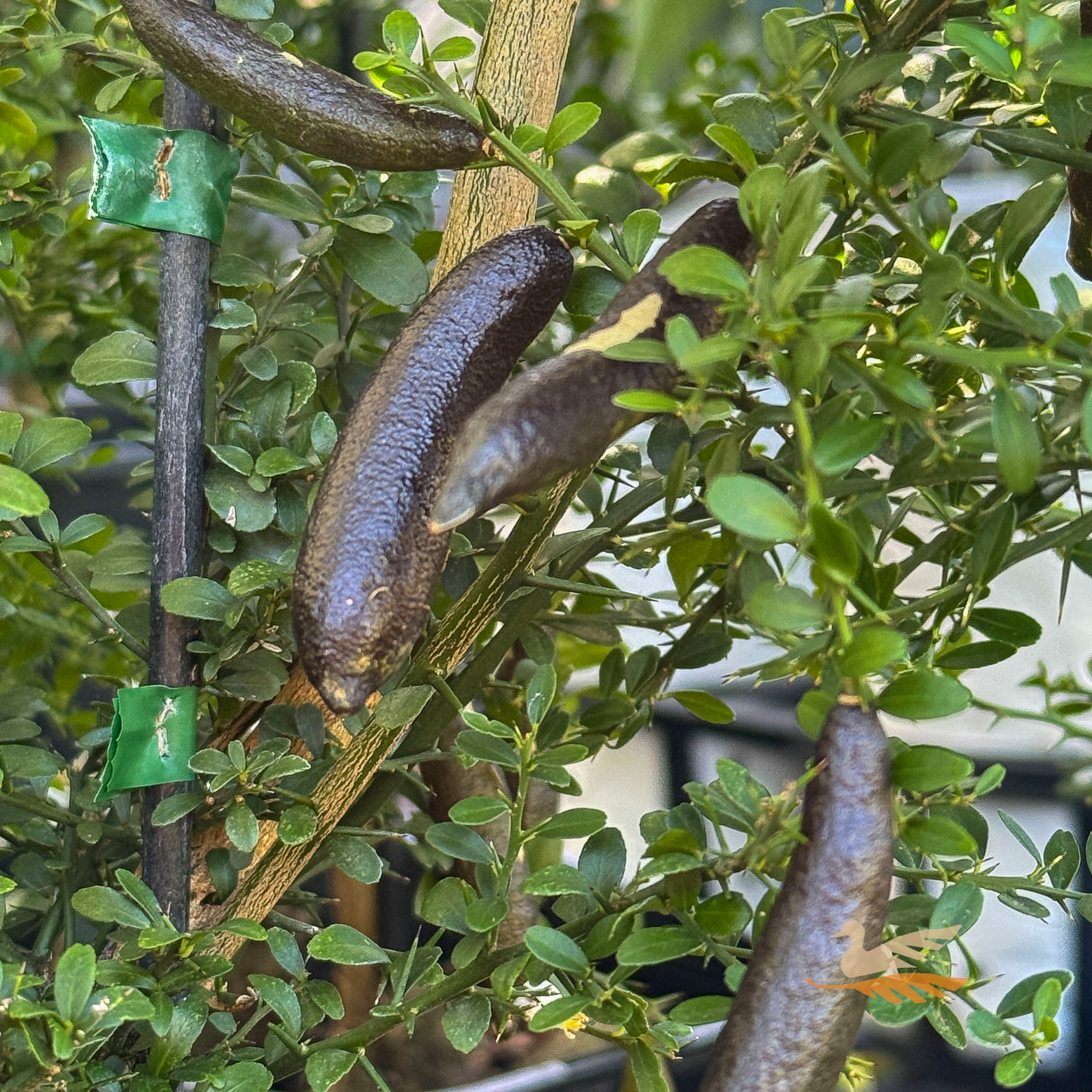 Finger Lime Little Ruby - 16.5cm Pot