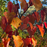 Cercis Forest Pansy - 33cm Pot