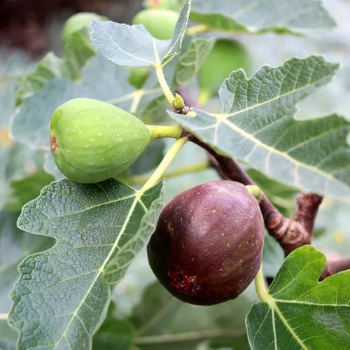 Ficus Carica Figalicious - 33cm Pot