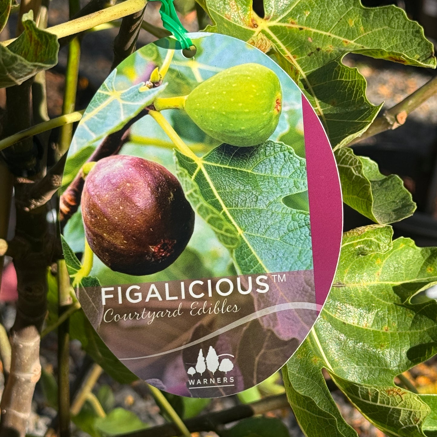 Ficus Carica Figalicious - 33cm Pot