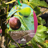 Ficus Carica Figalicious - 33cm Pot