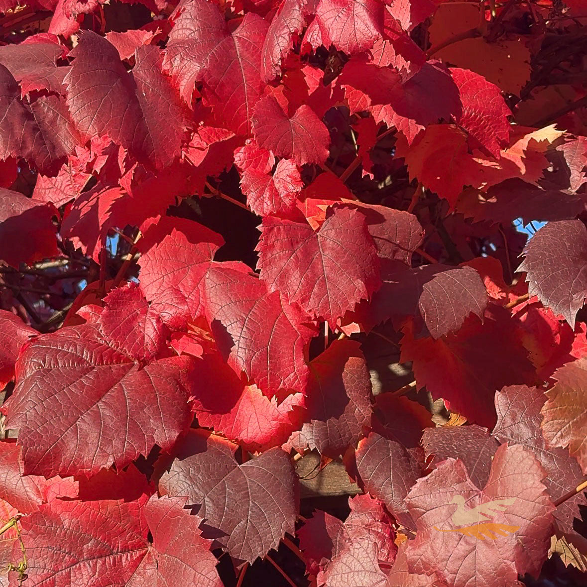 Vitis Ornamental Grape - 20cm Pot