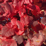 Vitis Ornamental Grape - 20cm Pot