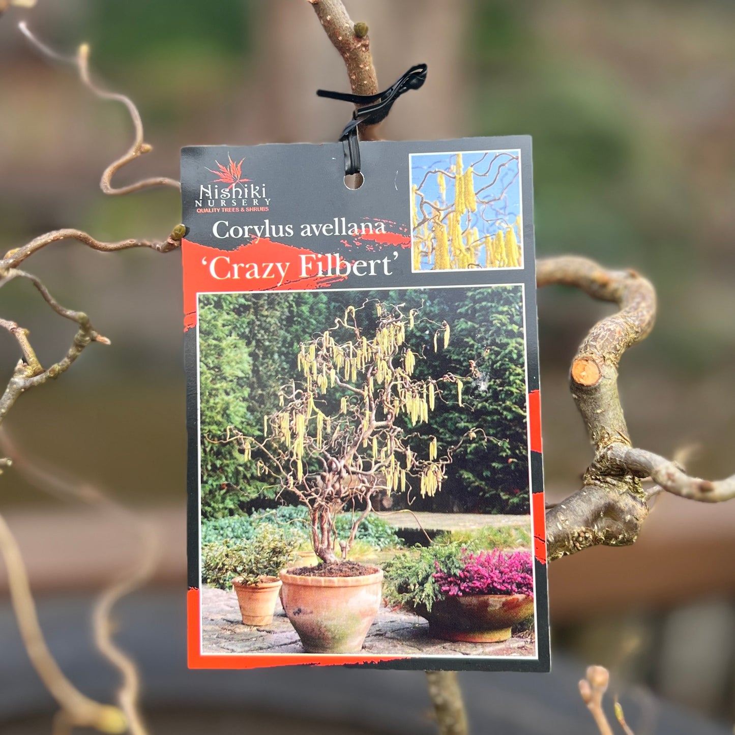 Corylus Crazy Filbert - 25cm Pot